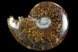 Polished, Agatized Ammonite (Cleoniceras) - Madagascar #97232-1